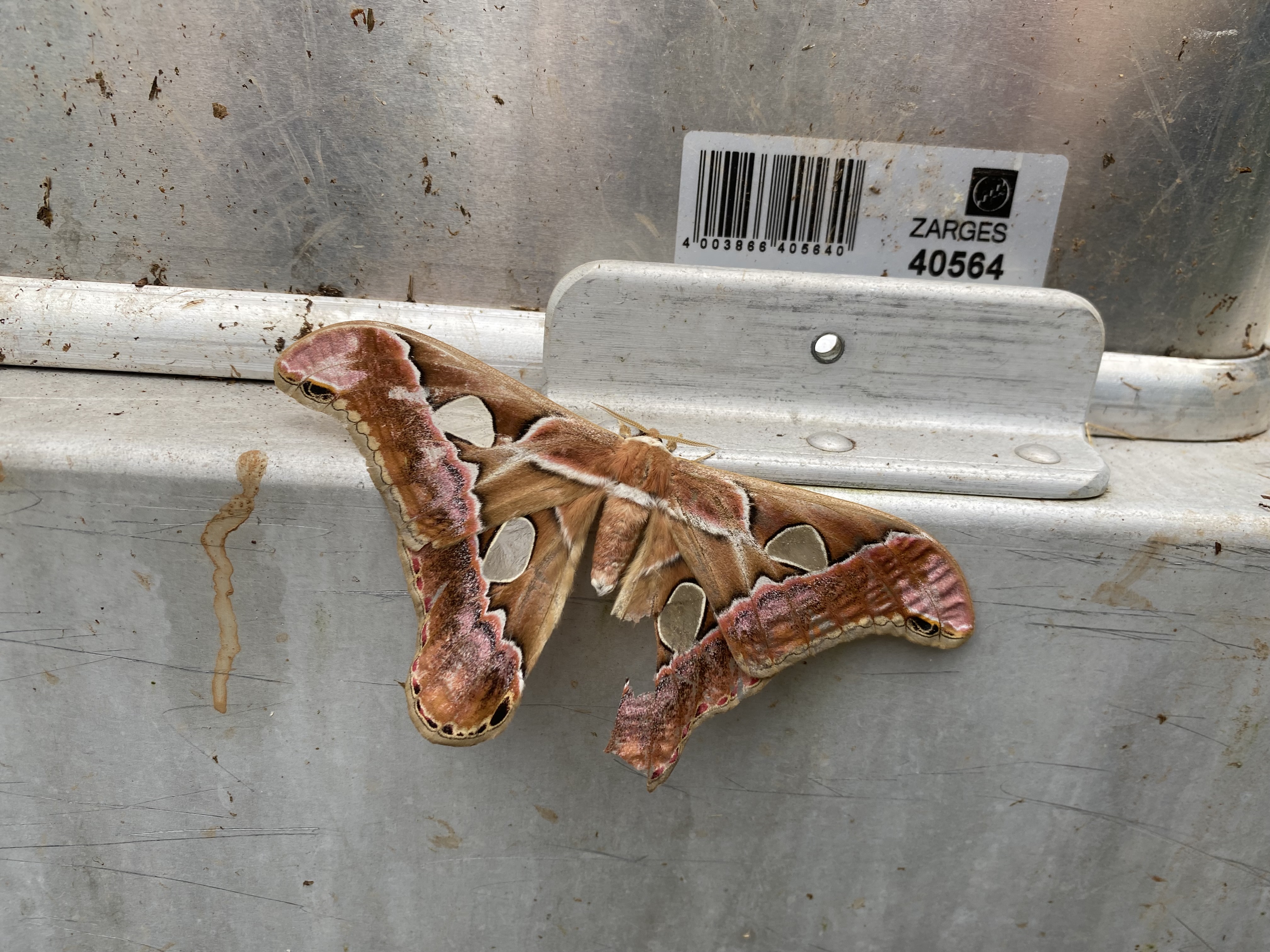 Moths on Barro Colorado Island