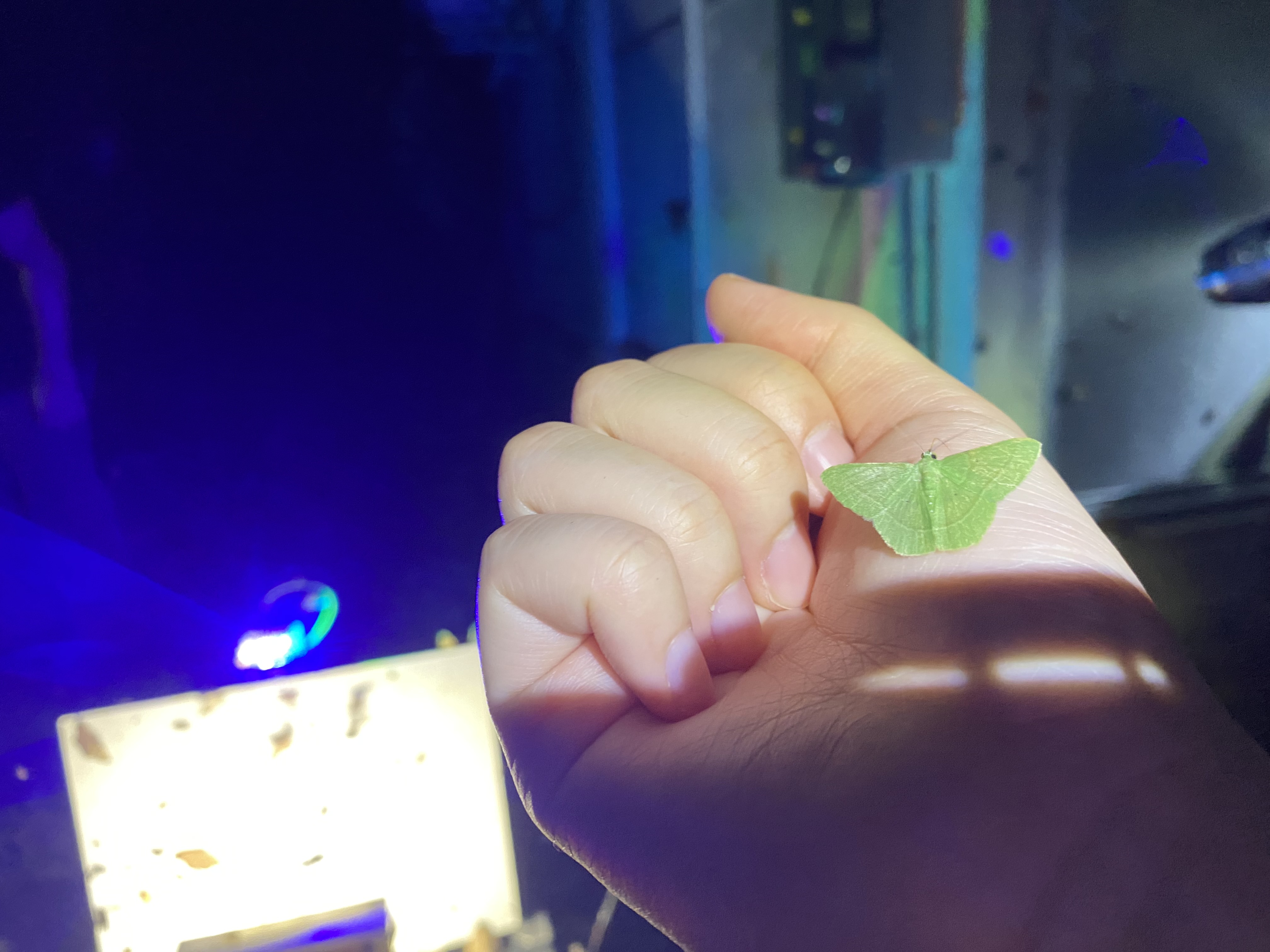 Moths on Barro Colorado Island