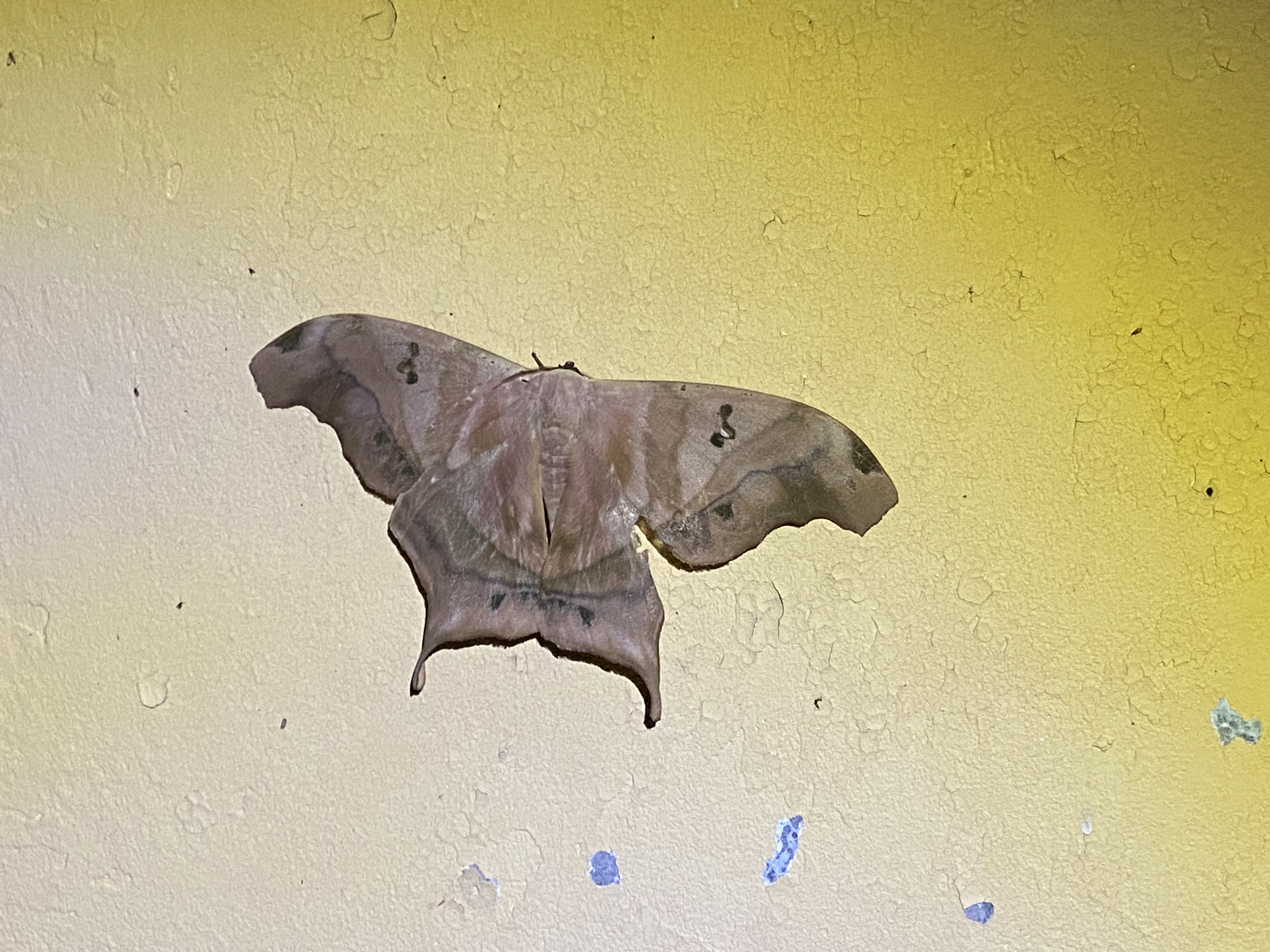 Moths on Barro Colorado Island