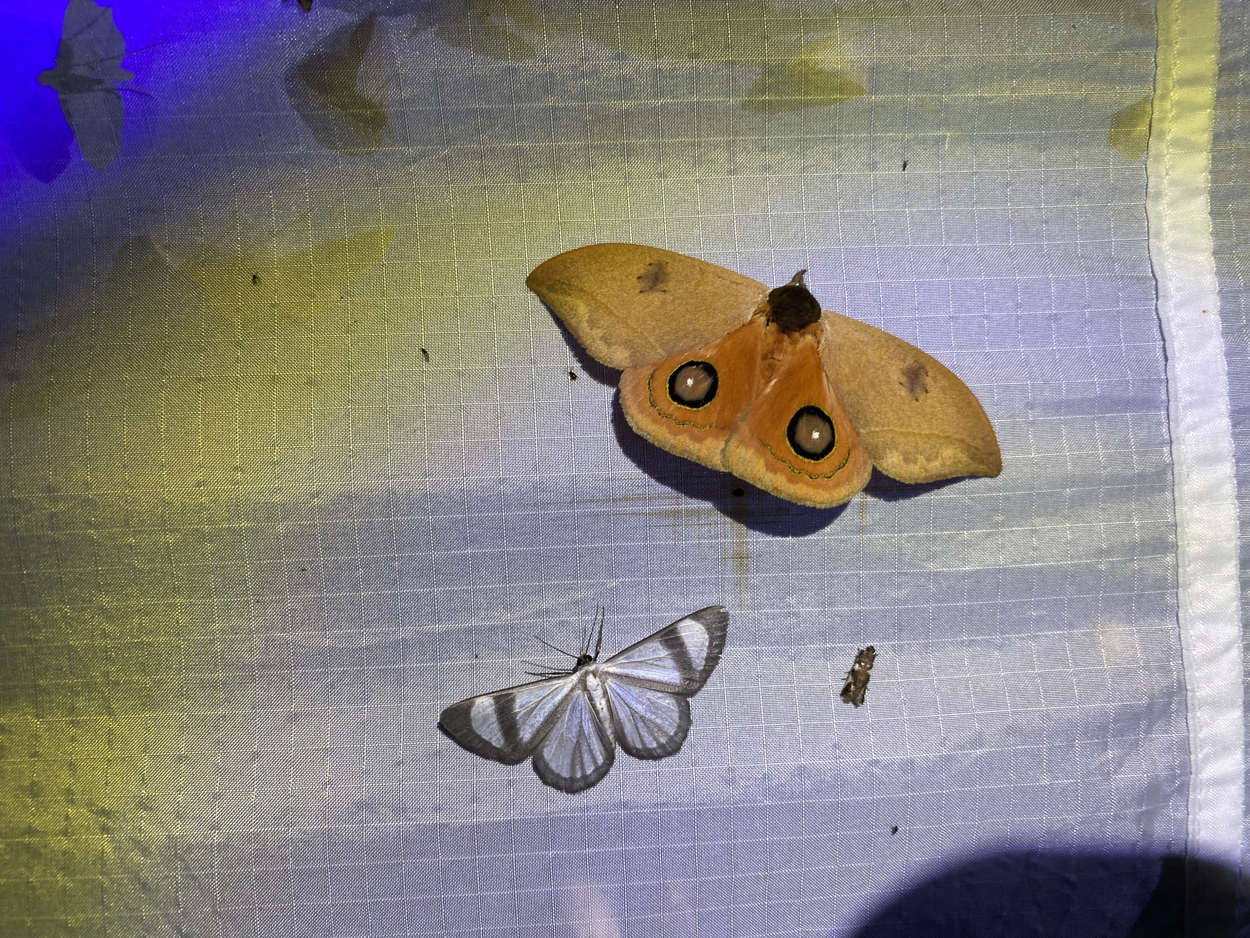 Moths on Barro Colorado Island