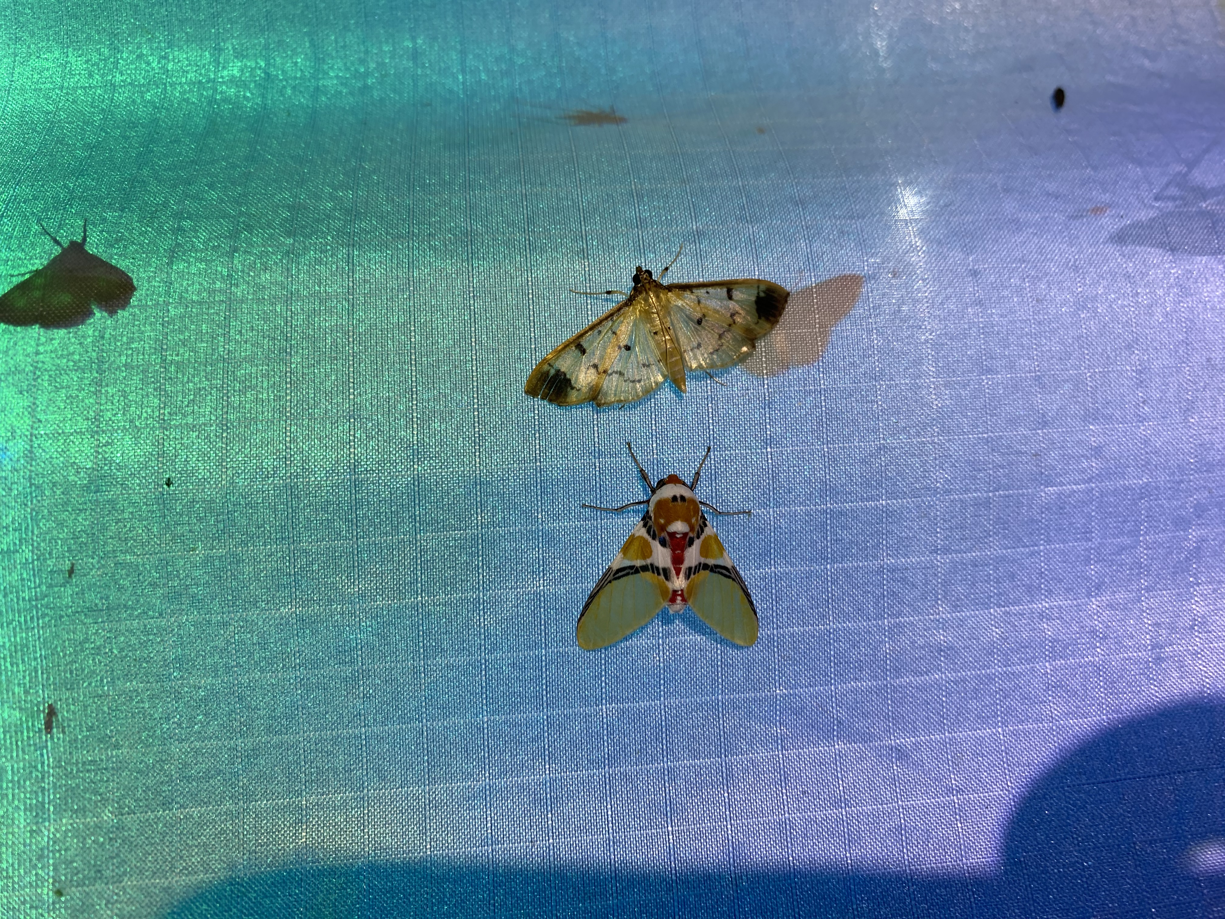 Moths on Barro Colorado Island