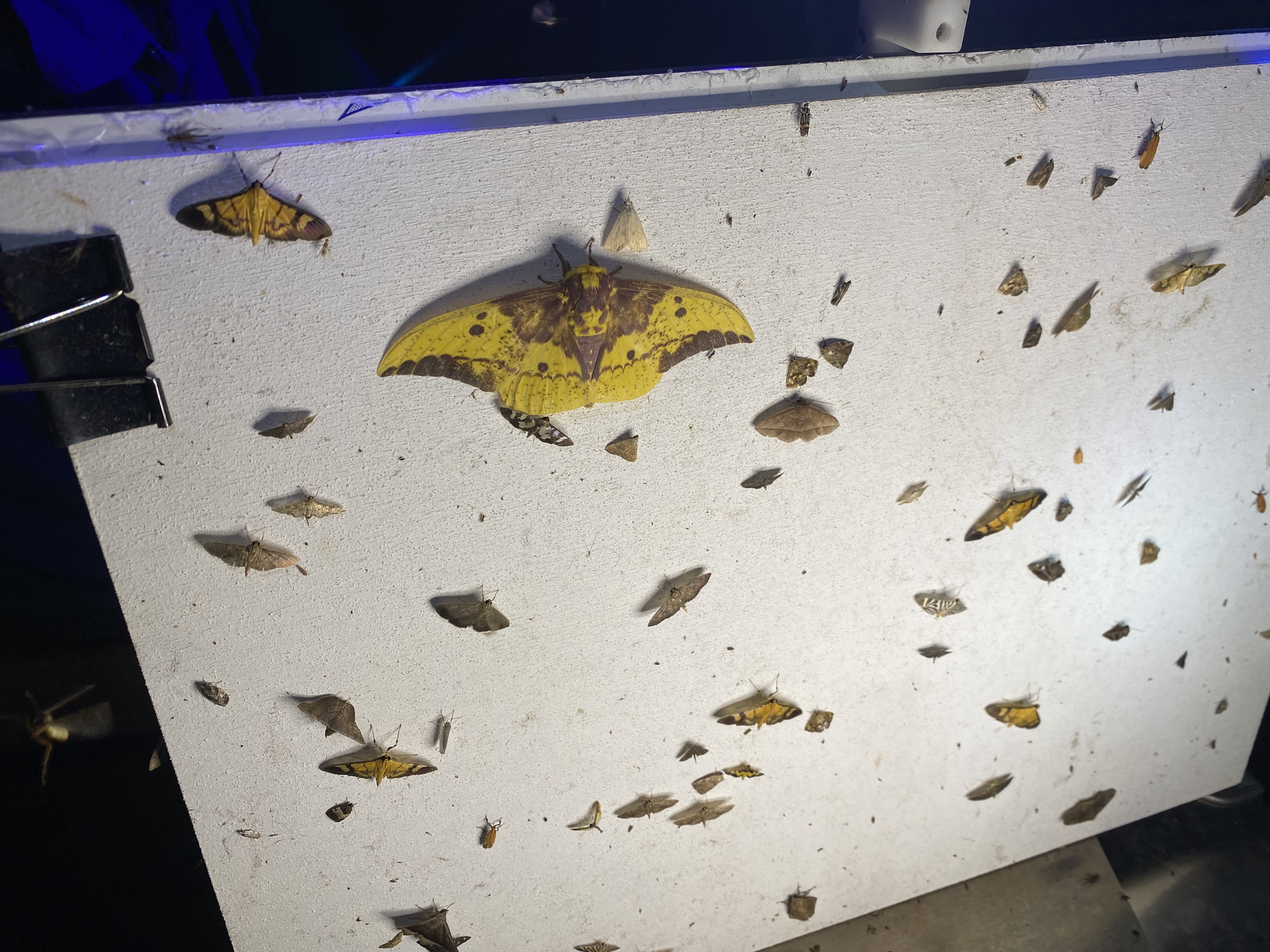 Moths on Barro Colorado Island