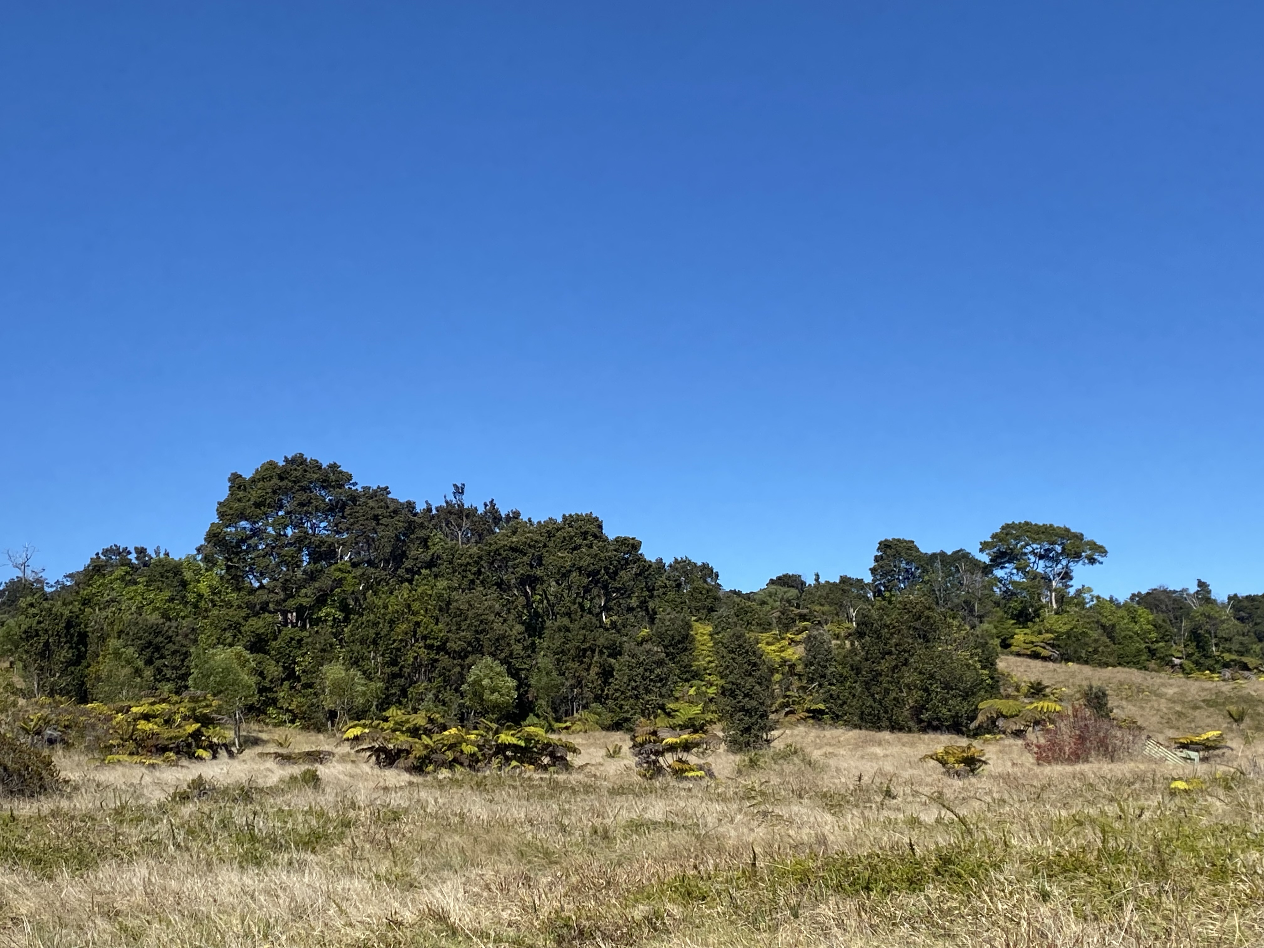 Pu‘u Maka‘ala Natural Area Reserve