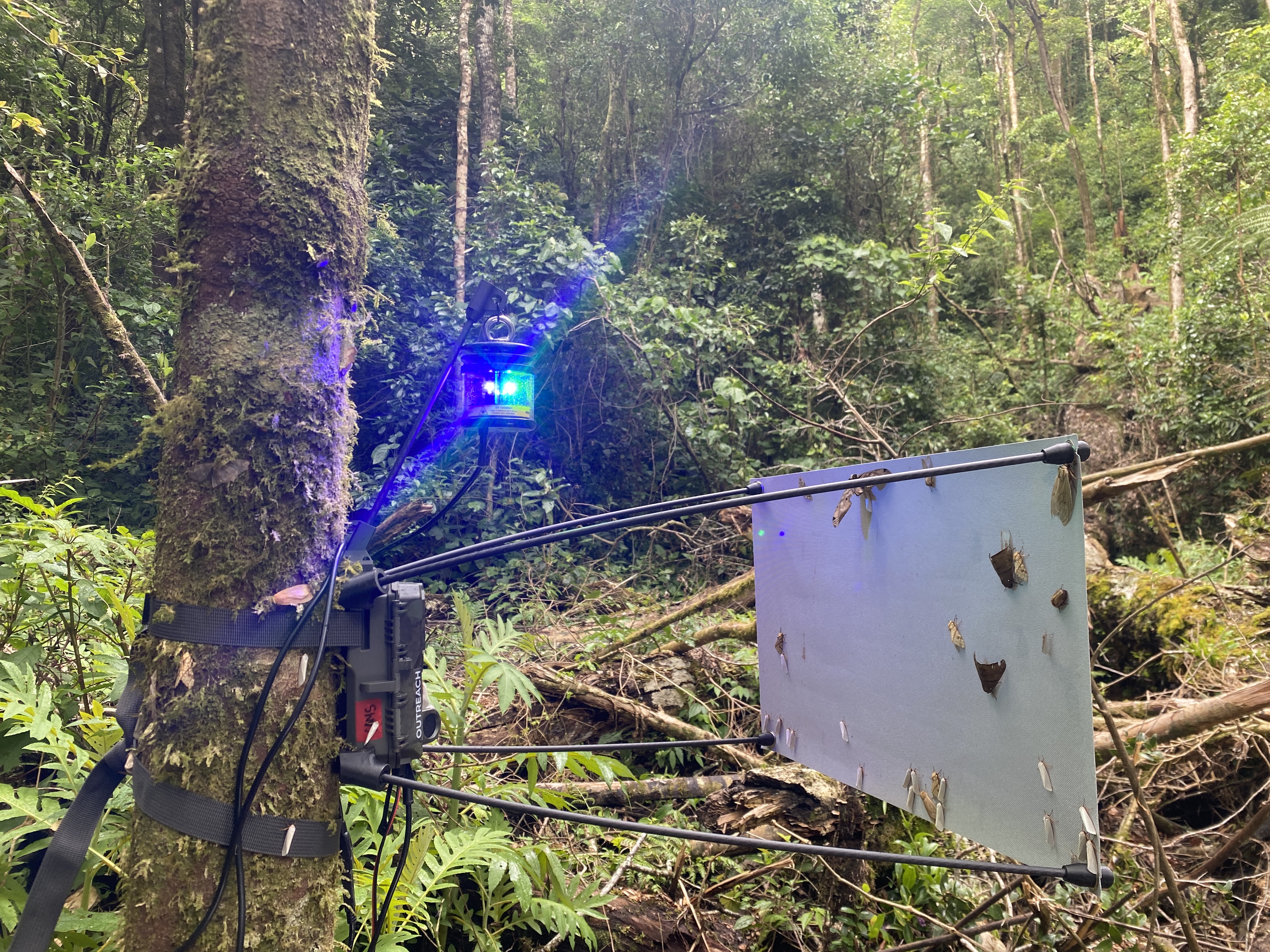 Mount Totumas Cloud Forest