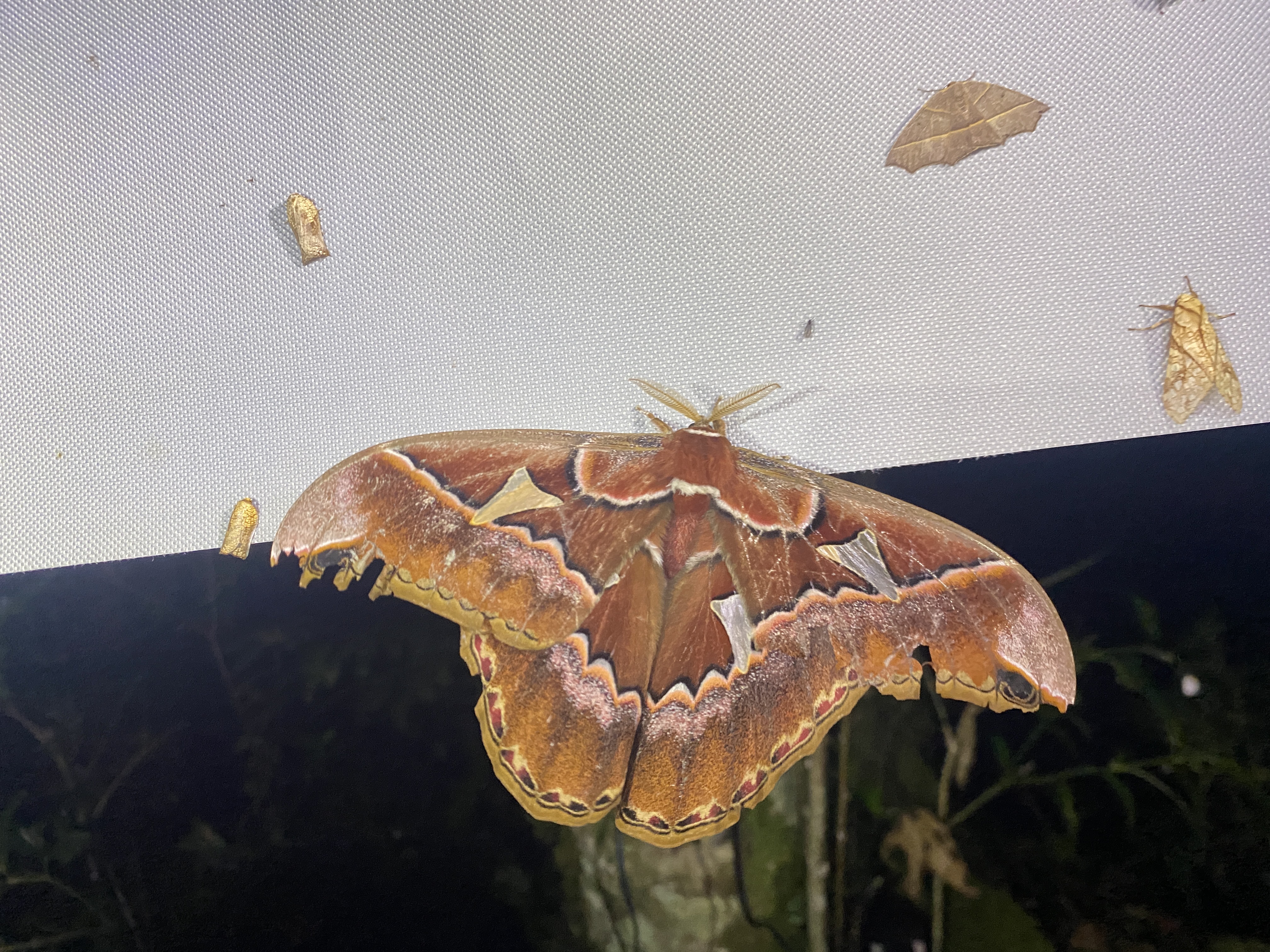 Moths on our camera trap
