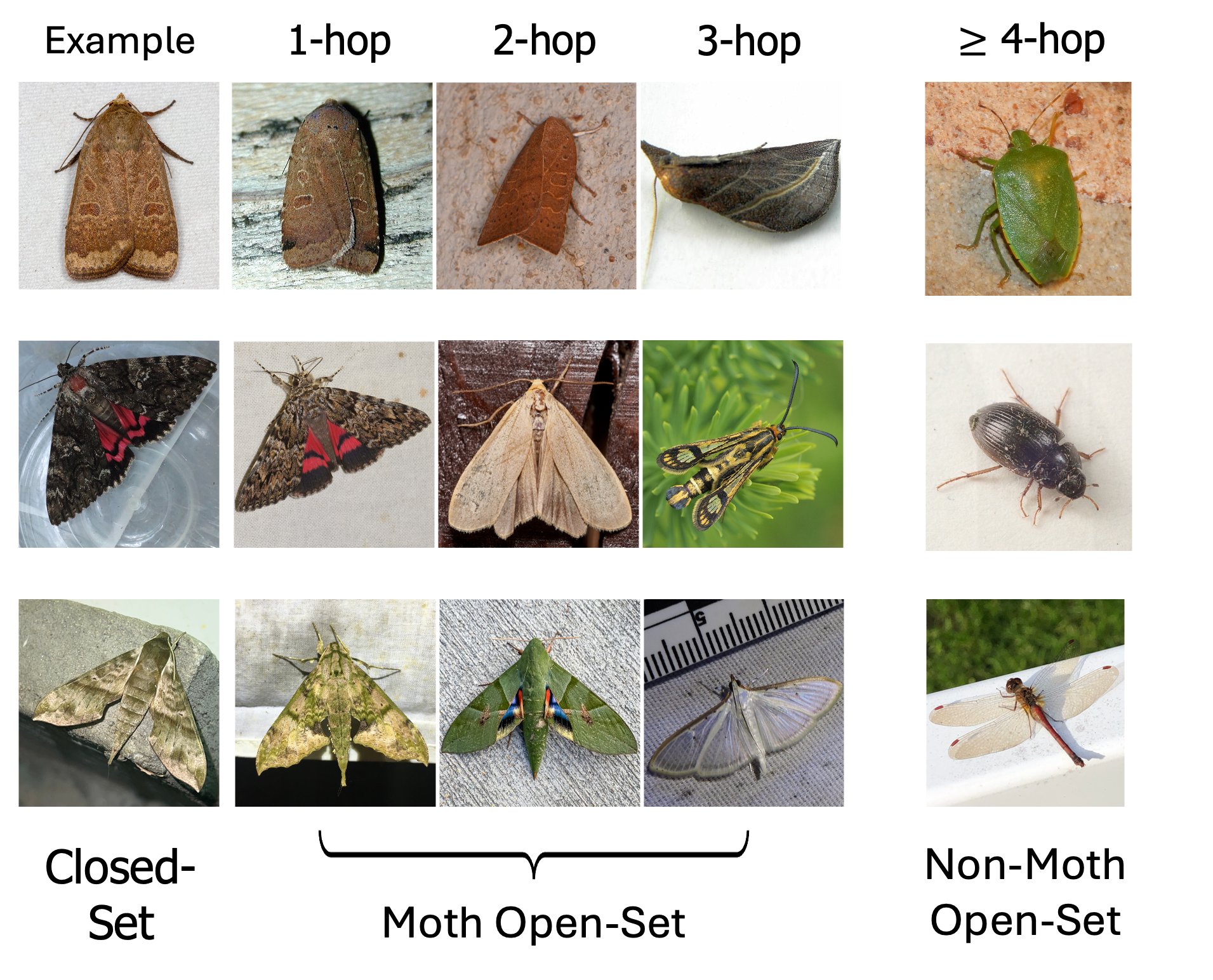 Dataset overview of Open-Insect